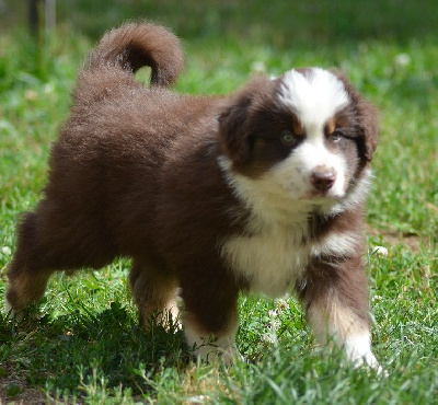 Les chiots de Berger Américain Miniature 