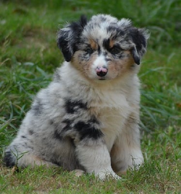 Les chiots de Berger Américain Miniature 