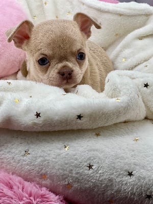 CHIOT 1 - Chihuahua