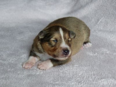 Les chiots de Shetland Sheepdog