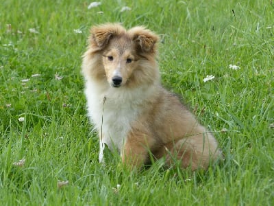 Les chiots de Shetland Sheepdog