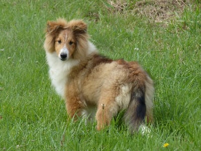 Les chiots de Shetland Sheepdog