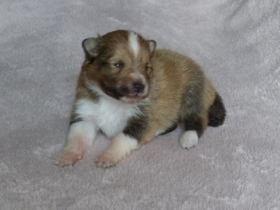 Les chiots de Shetland Sheepdog