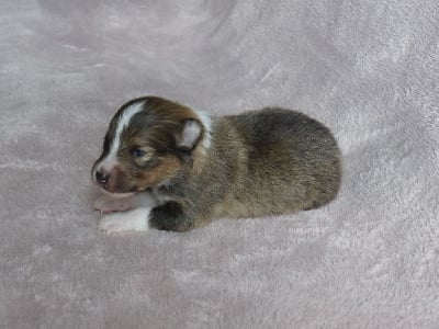 Les chiots de Shetland Sheepdog