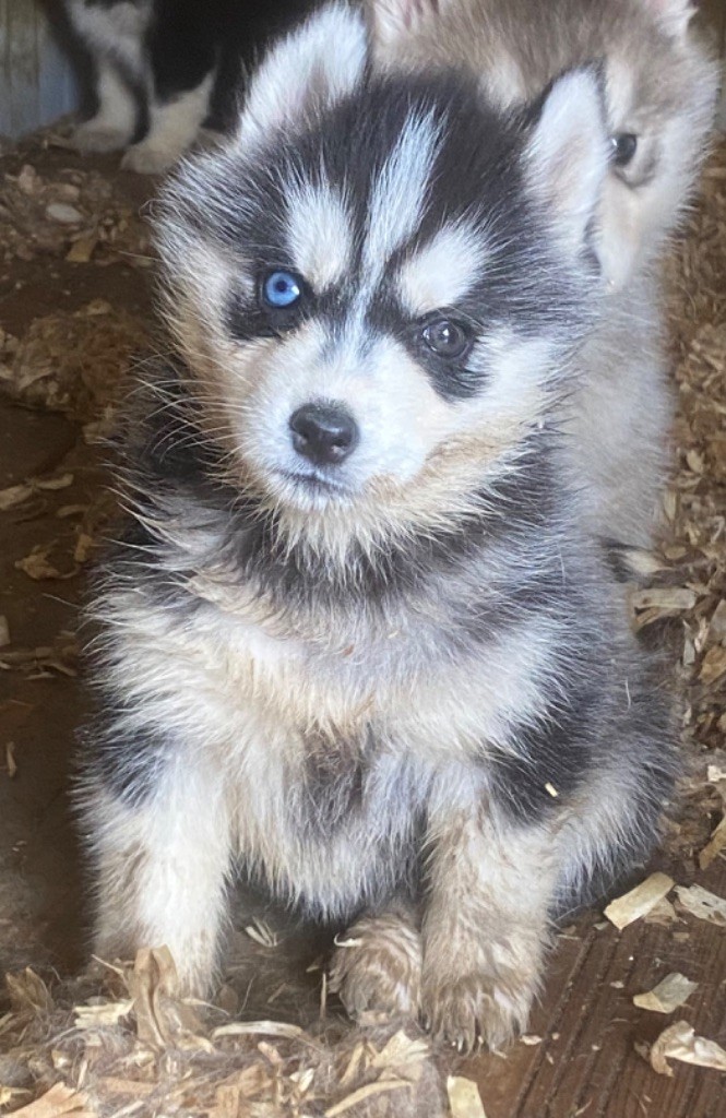 CHIOT 3 - Siberian Husky