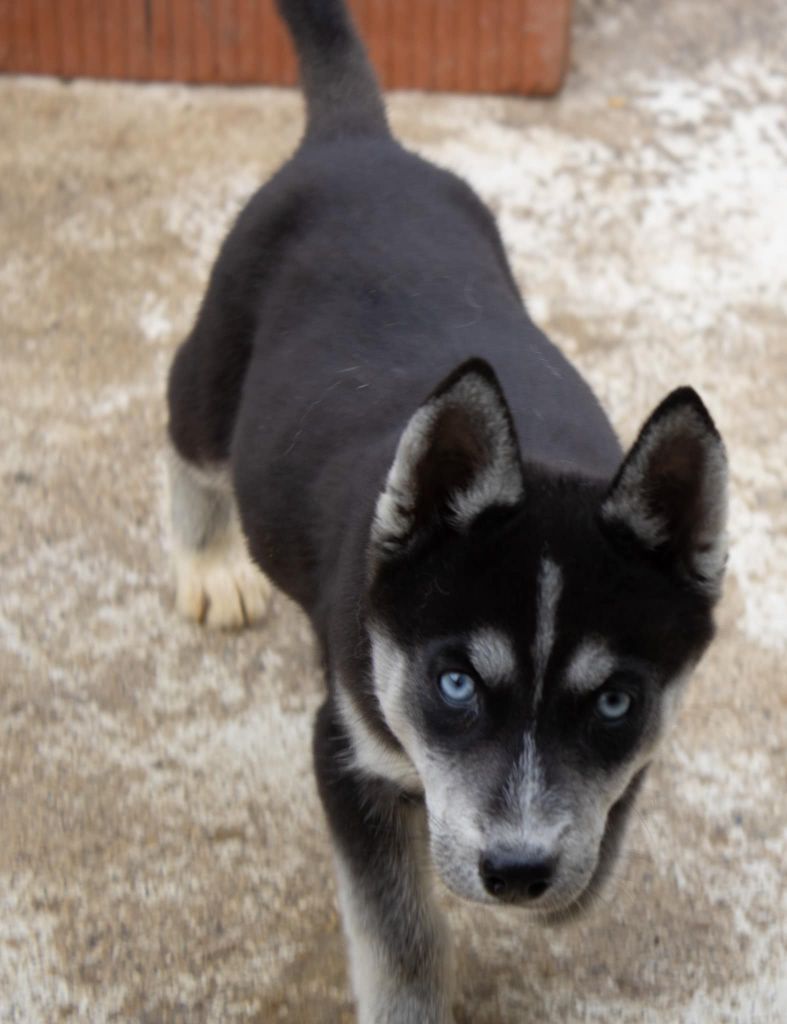 vaxie - Siberian Husky