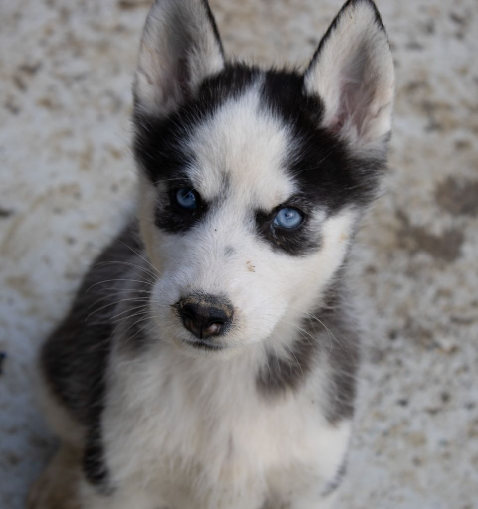 virtual - Siberian Husky