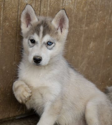 Les chiots de Siberian Husky