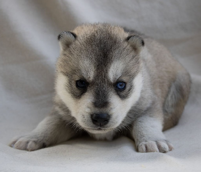 Les chiots de Siberian Husky