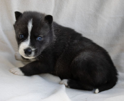 Les chiots de Siberian Husky