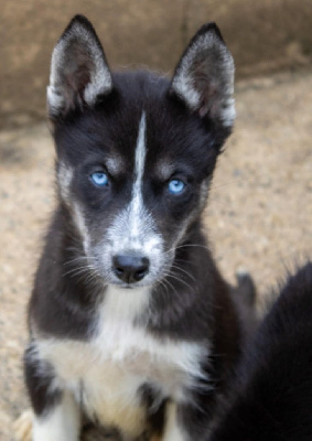 Les chiots de Siberian Husky