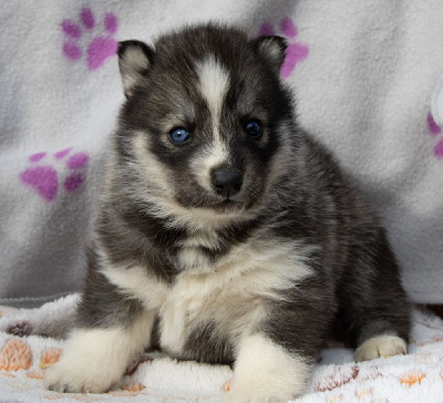 Les chiots de Siberian Husky