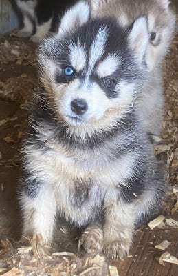 Les chiots de Siberian Husky