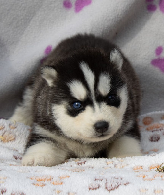 Les chiots de Siberian Husky