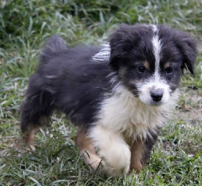 Les chiots de Berger Australien