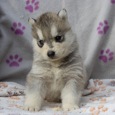 Les chiots de Siberian Husky