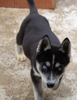 Les chiots de Siberian Husky