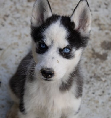 Les chiots de Siberian Husky