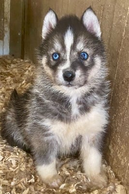 Les chiots de Siberian Husky