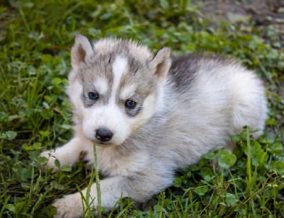 Les chiots de Siberian Husky