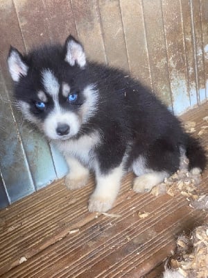 Les chiots de Siberian Husky