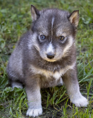 Les chiots de Siberian Husky