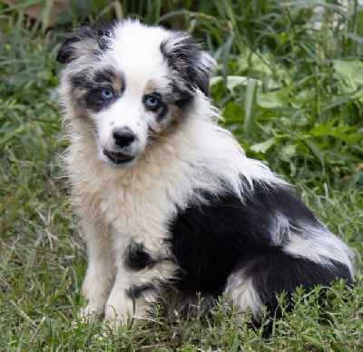 Les chiots de Berger Australien