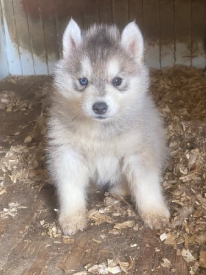 Les chiots de Siberian Husky