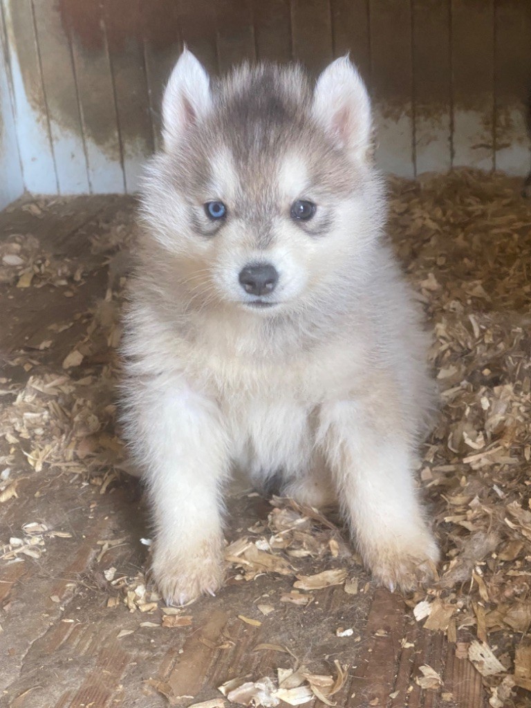 CHIOT 1 - Siberian Husky