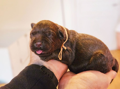 Les chiots de Labrador Retriever