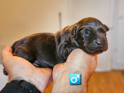 Les chiots de Labrador Retriever