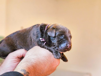 Femelle 1 collier Rose - Labrador Retriever