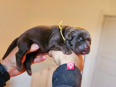 Les chiots de Labrador Retriever