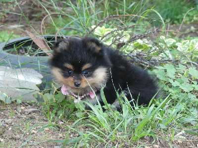 Les chiots de Spitz allemand