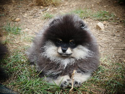 Les chiots de Spitz allemand