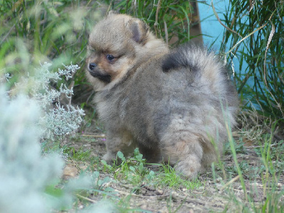 Les chiots de Spitz allemand