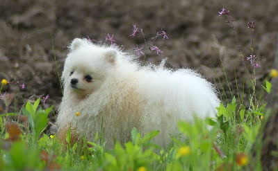 Les chiots de Spitz allemand