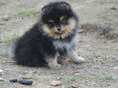 Les chiots de Spitz allemand