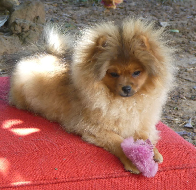 Les chiots de Spitz allemand