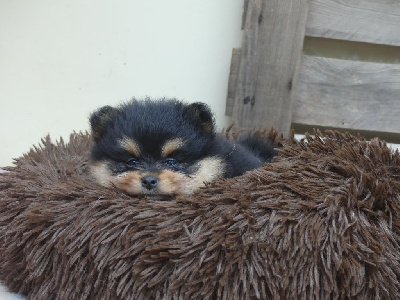 Les chiots de Spitz allemand