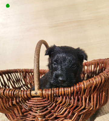 Les chiots de Scottish Terrier