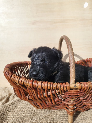 Les chiots de Scottish Terrier