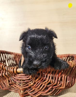 Les chiots de Scottish Terrier