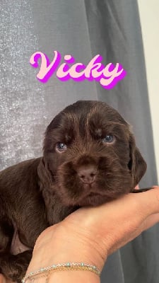 Vickie - Cocker Spaniel Anglais