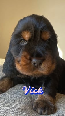 Vick - Cocker Spaniel Anglais