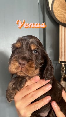 VENUS - Cocker Spaniel Anglais