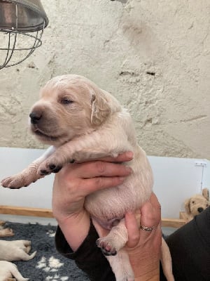 Les chiots de Golden Retriever