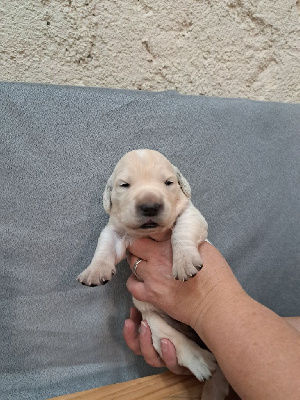 Les chiots de Golden Retriever