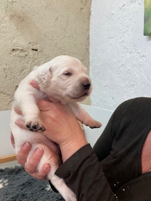 Les chiots de Golden Retriever