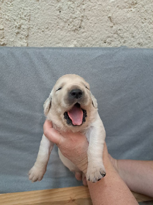 Les chiots de Golden Retriever